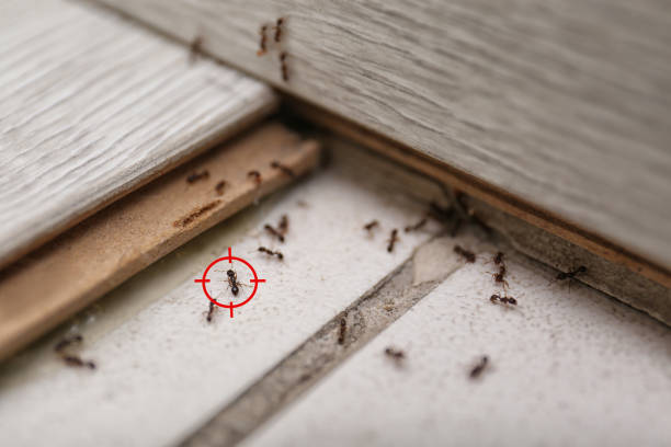 Insect Control in Fox Lake Hills, IL