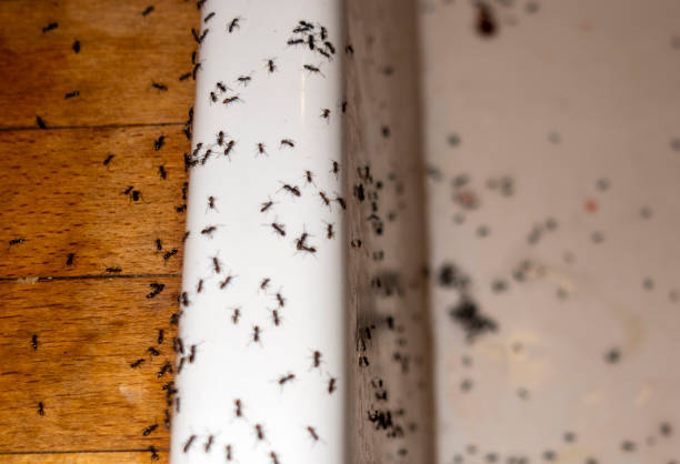 Best Cockroach Control Services  in Fox Lake Hls, IL