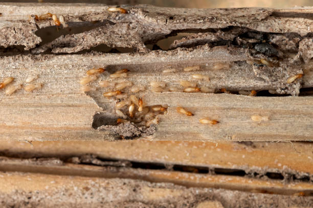 Best Residential Pest Control  in Fox Lake Hls, IL